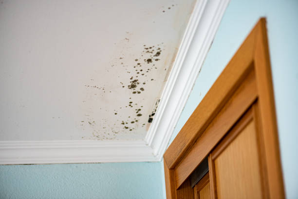 Trusted Anna, OH Mold Remediation Experts