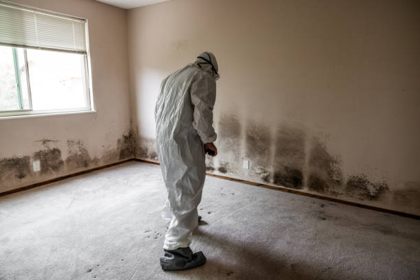 Best Mold Remediation for Specific Building Types in Anna, OH