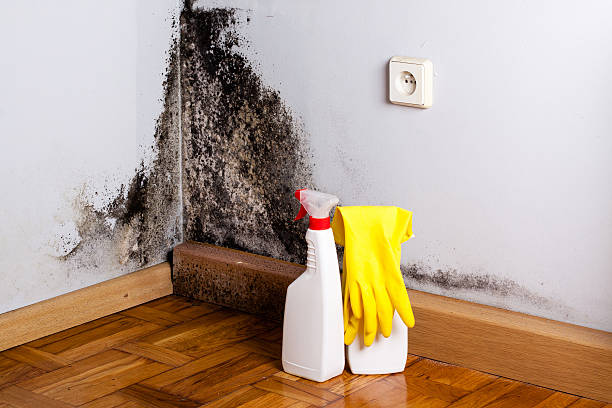 Best Crawl Space Mold Remediation in Anna, OH