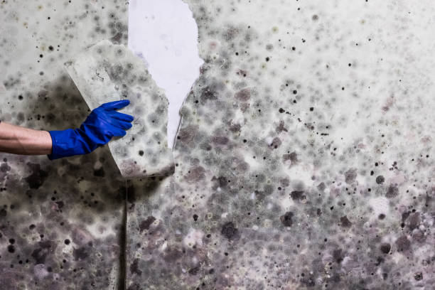 Best Residential Mold Remediation in Anna, OH